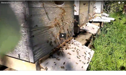 Bienenschwarm zieht aus! Kurzes Video
