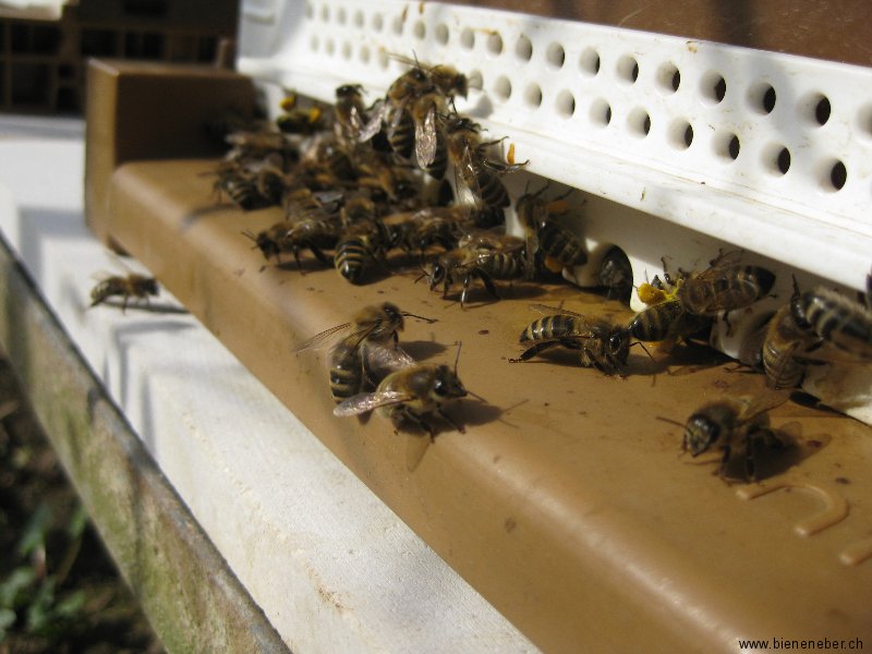 Bienen am Flugloch, reges Treiben und Polleneintrag