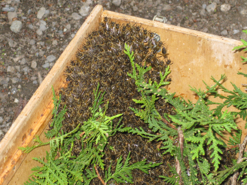 Erster Bienenschwarm im 2012