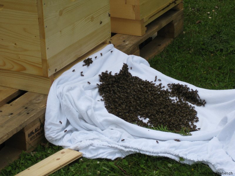 Bienenschwarm einlaufen lassen (Magazinbeute)